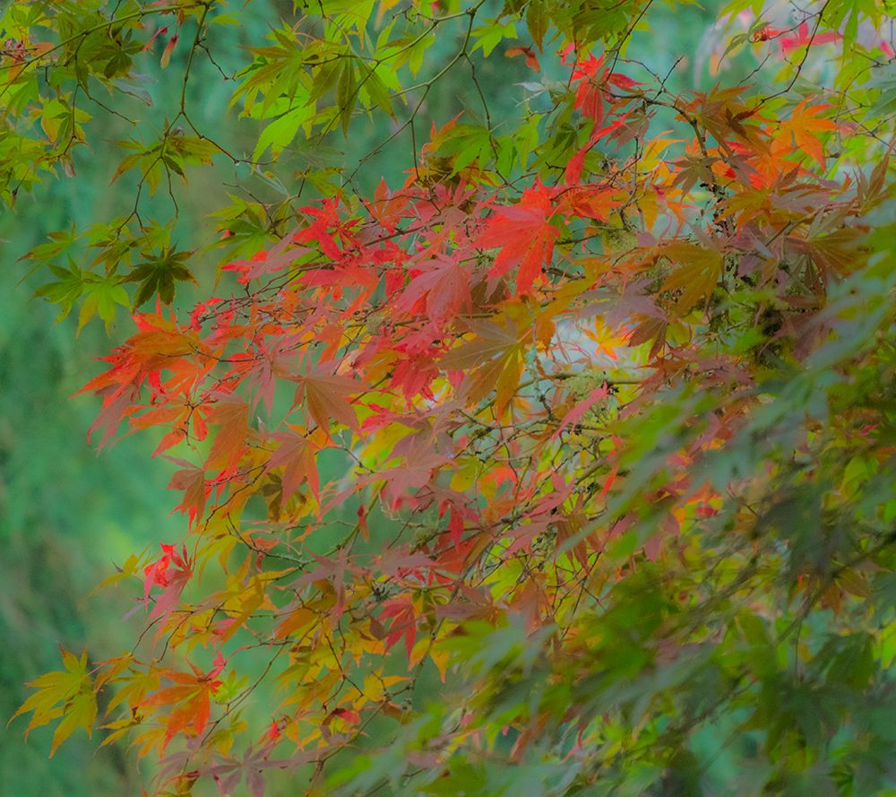 USA-Washington State-Sammamish Japanese Maple leaves with fall colors